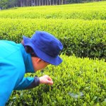 画像5: 抹茶とあんこのフレトッツォ (5)